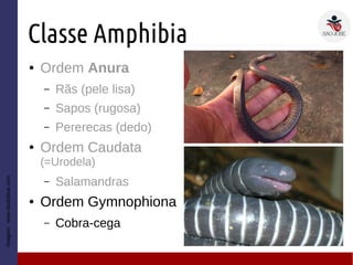 Classe Amphibia
● Ordem Anura
– Rãs (pele lisa)
– Sapos (rugosa)
– Pererecas (dedo)
● Ordem Caudata
(=Urodela)
– Salamandras
● Ordem Gymnophiona
– Cobra-cega
Imagem:www.studyblue.com
 