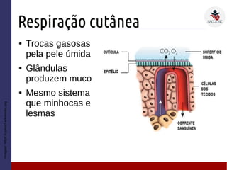 Respiração cutânea
● Trocas gasosas
pela pele úmida
● Glândulas
produzem muco
● Mesmo sistema
que minhocas e
lesmas
Imagem:https://upload.wikimedia.org
 