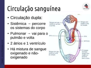 Circulação sanguínea
● Circulação dupla:
● Sistêmica → percorre
os sistemas do corpo
● Pulmonar → vai para o
pulmão e volta
● 2 átrios e 1 ventrículo
● Há mistura de sangue
oxigenado e não-
oxigenado
Imagem:ciencia.folhadaregiao.com.br
 