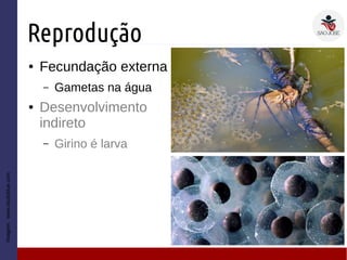 Reprodução
● Fecundação externa
– Gametas na água
● Desenvolvimento
indireto
– Girino é larva
Imagem:www.studyblue.com
 