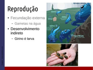Reprodução
● Fecundação externa
– Gametas na água
● Desenvolvimento
indireto
– Girino é larva
Imagem:www.studyblue.com
 