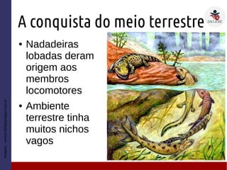 A conquista do meio terrestre
● Nadadeiras
lobadas deram
origem aos
membros
locomotores
● Ambiente
terrestre tinha
muitos nichos
vagos
Imagem:ciencia.folhadaregiao.com.br
 