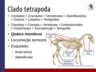 Clado tetrapoda
● Cordados > Craniados > Vertebrados > Mandibulados
> Ósseos > Lobados > Tetrápodes
● Chordata > Craniata > Vertebrata > Gnatostomatha
> Osteichtytes > Sarcopterygii > Tetrapoda
● Quatro membros
● Locomoção terrestre
● Esqueleto
– Axial (eixo)
– Apendicular
 