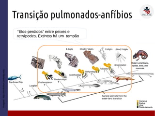 Transição pulmonados-anfíbios
Imagem:http://evolution.berkeley.edu
“Elos-perdidos” entre peixes e
tetrápodes. Extintos há um tempão
 