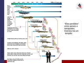 Imagem:http://evolution.berkeley.edu
“Elos-perdidos”
entre peixes e
tetrápodes.
Extintos há um
tempão
 
