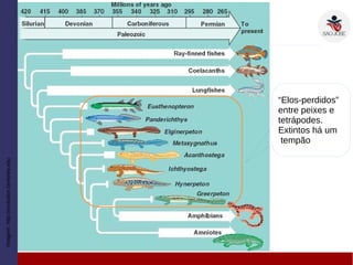 Imagem:http://evolution.berkeley.edu
“Elos-perdidos”
entre peixes e
tetrápodes.
Extintos há um
tempão
 