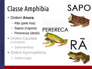 Classe Amphibia
● Ordem Anura
– Rãs (pele lisa)
– Sapos (rugosa)
– Pererecas (dedo)
● Ordem Caudata
(=Urodela)
– Salamandras
● Ordem Gymnophiona
– Cobra-cega
Imagem:www.studyblue.com
 
