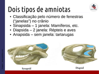 Dois tipos de amniotas
Imagem:www.studyblue.com
● Classificação pelo número de fenestras
(“janelas”) no crânio
● Sinapsida – 1 janela: Mamíferos, etc.
● Diapsida – 2 janela: Répteis e aves
● Anapsida – sem janela: tartarugas
 