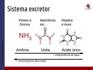 Sistema excretor
Imagem:https://upload.wikimedia.org
Amônia Uréia Ácido úrico
Peixes e
Girinos
Mamíferos
etc.
Répteis
e Aves
+ independência da água
+ tóxico (precisa diluir mais)
 