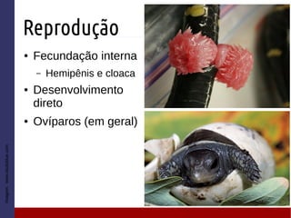 Reprodução
● Fecundação interna
– Hemipênis e cloaca
● Desenvolvimento
direto
● Ovíparos (em geral)
Imagem:www.studyblue.com
 