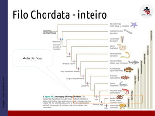 Filo Chordata - inteiro
Imagem:www.studyblue.com
Aula de hoje
 