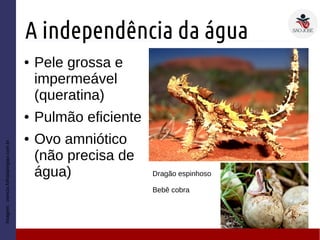 A independência da água
● Pele grossa e
impermeável
(queratina)
● Pulmão eficiente
● Ovo amniótico
(não precisa de
água)
Imagem:ciencia.folhadaregiao.com.br
Dragão espinhoso
Bebê cobra
 