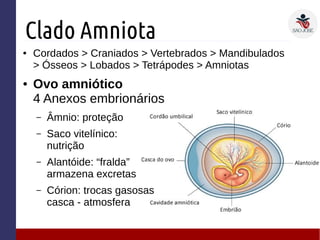 Clado Amniota
● Cordados > Craniados > Vertebrados > Mandibulados
> Ósseos > Lobados > Tetrápodes > Amniotas
● Ovo amniótico
4 Anexos embrionários
– Âmnio: proteção
– Saco vitelínico:
nutrição
– Alantóide: “fralda”
armazena excretas
– Córion: trocas gasosas
casca - atmosfera
 