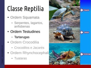 Classe Reptilia
● Ordem Squamata
– Serpentes, lagartos,
anfisbenas
● Ordem Testudines
– Tartarugas
● Ordem Crocodilia
– Crocodilos e Jacarés
● Ordem Rhynchocephalia
– Tuataras
Imagem:www.studyblue.com
 