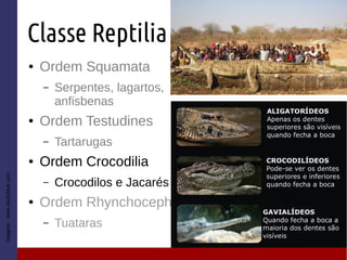 Classe Reptilia
● Ordem Squamata
– Serpentes, lagartos,
anfisbenas
● Ordem Testudines
– Tartarugas
● Ordem Crocodilia
– Crocodilos e Jacarés
● Ordem Rhynchocephalia
– Tuataras
Imagem:www.studyblue.com
 