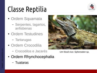 Classe Reptilia
● Ordem Squamata
– Serpentes, lagartos,
anfisbenas
● Ordem Testudines
– Tartarugas
● Ordem Crocodilia
– Crocodilos e Jacarés
● Ordem Rhynchocephalia
– Tuataras
Imagem:www.studyblue.com
Um fóssil vivo: Sphenodon sp.
 