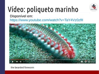Vídeo: poliqueto marinho
Disponível em:
https://www.youtube.com/watch?v=TaY4Vz0zfII
 