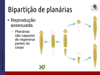 Bipartição de planárias
● Reprodução
assexuada
– Planárias
são capazes
de regenerar
partes do
corpo
Imagem:www.brasilreef.com
 