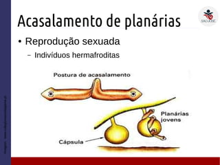Acasalamento de planárias
● Reprodução sexuada
– Indivíduos hermafroditas
Imagem:www.colegiovascodagama.pt
 
