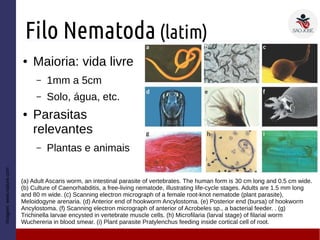 Filo Nematoda (latim)
● Maioria: vida livre
– 1mm a 5cm
– Solo, água, etc.
● Parasitas
relevantes
– Plantas e animais
Imagem:www.nature.com
(a) Adult Ascaris worm, an intestinal parasite of vertebrates. The human form is 30 cm long and 0.5 cm wide.
(b) Culture of Caenorhabditis, a free-living nematode, illustrating life-cycle stages. Adults are 1.5 mm long
and 80 m wide. (c) Scanning electron micrograph of a female root-knot nematode (plant parasite),
Meloidogyne arenaria. (d) Anterior end of hookworm Ancylostoma. (e) Posterior end (bursa) of hookworm
Ancylostoma. (f) Scanning electron micrograph of anterior of Acrobeles sp., a bacterial feeder. . (g)
Trichinella larvae encysted in vertebrate muscle cells. (h) Microfilaria (larval stage) of filarial worm
Wuchereria in blood smear. (i) Plant parasite Pratylenchus feeding inside cortical cell of root.
 