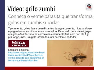 Vídeo: grilo zumbi
Link para a matéria:
http://www.megacurioso.com.br/an
imais-sinistros/44455-conheca-o-
verme-parasita-que-transforma-gr
ilos-em-zumbis-suicidas.htm
Tipicamente, grilos ficam bem distantes da água corrente, hidratando-se
e pegando sua comida apenas no orvalho. De acordo com Hanelt, jogar
um grilo não infectado na correnteza certamente fará com que ele fuja
pra longe, mas, um grilo infectado é um excelente nadador.
 