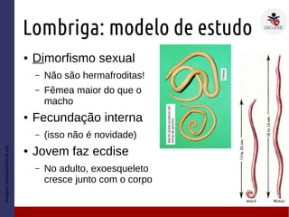 Lombriga: modelo de estudo
● Dimorfismo sexual
– Não são hermafroditas!
– Fêmea maior do que o
macho
● Fecundação interna
– (isso não é novidade)
● Jovem faz ecdise
– No adulto, exoesqueleto
cresce junto com o corpo
Imagem:www.wormbook.org
 