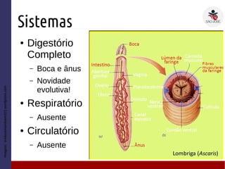 Sistemas
● Digestório
Completo
– Boca e ânus
– Novidade
evolutiva!
● Respiratório
– Ausente
● Circulatório
– Ausente
Imagem:evolucionandoem321.wordpress.com
 