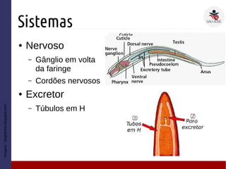 Sistemas
● Nervoso
– Gânglio em volta
da faringe
– Cordões nervosos
● Excretor
– Túbulos em H
Imagem:blogbiodna.blogspot.com
 