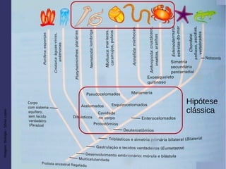 Imagem:Biologia-SôniaLopes
Hipótese
clássica
 