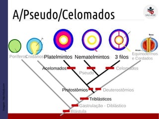 A/Pseudo/Celomados
Triblásticos
Deuterostômios
Cnidários 3 filosPoríferos
Gastrulação - Diblástico
Protostômios
Equinodermos
e Cordados
Blástula
Imagem:http://study.com
Platelmintos Nematelmintos
Acelomados Celomados
Pseudo
 