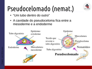 Pseudocelomado (nemat.)
● “Um tubo dentro do outro”
● A cavidade do pseudoceloma fica entre a
mesoderme e a endoderme
Imagem:LivroSôniaLopes
 