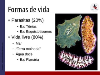 Formas de vida
● Parasitas (20%)
● Ex: Tênias
● Ex: Esquistossomos
● Vida livre (80%)
– Mar
– “Terra molhada”
– Água doce
● Ex: Planária
Imagem:carteiraa9adelita.blogspot.com
 