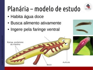Planária – modelo de estudo
● Habita água doce
● Busca alimento ativamente
● Ingere pela faringe ventral
Imagem:evolucionandoem321.wordpress.com
 