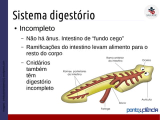 Sistema digestório
● Incompleto
– Não há ânus. Intestino de “fundo cego”
– Ramificações do intestino levam alimento para o
resto do corpo
Imagem:evolucionandoem321.wordpress.com
– Cnidários
também
têm
digestório
incompleto
 