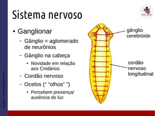Sistema nervoso
● Ganglionar
– Gânglio = aglomerado
de neurônios
– Gânglio na cabeça
● Novidade em relação
aos Cnidários
– Cordão nervoso
– Ocelos (“ “olhos” ”)
● Percebem presença/
ausência de luz
Imagem:materiacfb.blogspot.com
 