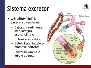 Sistema excretor
● Células-flama
(parecem uma chama)
– Estrutura rudimentar
de excreção -
protonefrídio
● Novidade evolutiva!
– Célula bate flagelo e
promove corrente
– Excretas vão para
túbulo secretor
Imagem:LivroAmabis
 