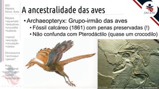 ©
A ancestralidade das aves
Prof. Kyoshi Beraldo
©
• Archaeopteryx: Grupo-irmão das aves
• Fóssil calcáreo (1861) com penas preservadas (!)
• Não confunda com Pterodáctilo (quase um crocodilo)
#20
Répteis,
Dinos, Aves
Répteis
>squamata
>testudines
>crocodilia
>tuataras
>reprod.
>excreção
>circulação
>clados
Dinossauros
>archosaur
>penas?
Aves
>paleognat
>neognat
>penas
>reprodução
 