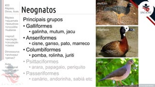 ©
Neognatos
Prof. Kyoshi Beraldo
©
Principais grupos
• Galliformes
• galinha, mutum, jacu
• Anseriformes
• cisne, ganso, pato, marreco
• Columbiformes
• pomba, rolinha, juriti
• Psittaciformes
• arara, papagaio, periquito
• Passeriformes
• canário, andorinha, sabiá etc
#20
Répteis,
Dinos, Aves
Répteis
>squamata
>testudines
>crocodilia
>tuataras
>reprod.
>excreção
>circulação
>clados
Dinossauros
>archosaur
>penas?
Aves
>paleognat
>neognat
>penas
>reprodução
 