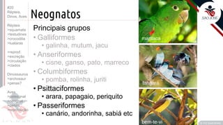 ©
Neognatos
Prof. Kyoshi Beraldo
©
Principais grupos
• Galliformes
• galinha, mutum, jacu
• Anseriformes
• cisne, ganso, pato, marreco
• Columbiformes
• pomba, rolinha, juriti
• Psittaciformes
• arara, papagaio, periquito
• Passeriformes
• canário, andorinha, sabiá etc
#20
Répteis,
Dinos, Aves
Répteis
>squamata
>testudines
>crocodilia
>tuataras
>reprod.
>excreção
>circulação
>clados
Dinossauros
>archosaur
>penas?
Aves
>paleognat
>neognat
>penas
>reprodução
 