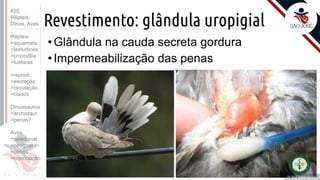 ©
Revestimento: glândula uropigial
Prof. Kyoshi Beraldo
©
• Glândula na cauda secreta gordura
• Impermeabilização das penas
#20
Répteis,
Dinos, Aves
Répteis
>squamata
>testudines
>crocodilia
>tuataras
>reprod.
>excreção
>circulação
>clados
Dinossauros
>archosaur
>penas?
Aves
>paleognat
>neognat
>penas
>reprodução
 