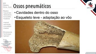 ©
Ossos pneumáticos
Prof. Kyoshi Beraldo
©
• Cavidades dentro do osso
• Esqueleto leve - adaptação ao vôo
#20
Répteis,
Dinos, Aves
Répteis
>squamata
>testudines
>crocodilia
>tuataras
>reprod.
>excreção
>circulação
>clados
Dinossauros
>archosaur
>penas?
Aves
>paleognat
>neognat
>penas
>reprodução
 