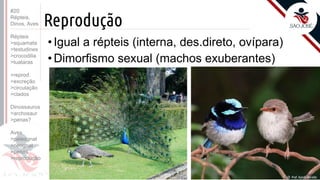 ©
Reprodução
Prof. Kyoshi Beraldo
©
• Igual a répteis (interna, des.direto, ovípara)
• Dimorfismo sexual (machos exuberantes)
#20
Répteis,
Dinos, Aves
Répteis
>squamata
>testudines
>crocodilia
>tuataras
>reprod.
>excreção
>circulação
>clados
Dinossauros
>archosaur
>penas?
Aves
>paleognat
>neognat
>penas
>reprodução
 