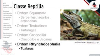©
Classe Reptilia
Prof. Kyoshi Beraldo
©
•Ordem Squamata
• Serpentes, lagartos,
anfisbenas
•Ordem Testudines
• Tartarugas
•Ordem Crocodilia
• Crocodilos e Jacarés
•Ordem Rhynchocephalia
• Tuataras
#20
Répteis,
Dinos, Aves
Répteis
>squamata
>testudines
>crocodilia
>tuataras
>reprod.
>excreção
>circulação
>clados
Dinossauros
>archosaur
>penas?
Aves
>paleognat
>neognat
>penas
>reprodução
 