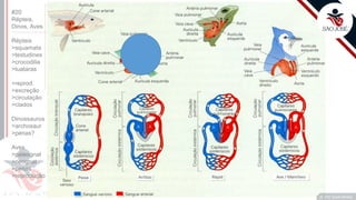 ©
Prof. Kyoshi Beraldo
©
#20
Répteis,
Dinos, Aves
Répteis
>squamata
>testudines
>crocodilia
>tuataras
>reprod.
>excreção
>circulação
>clados
Dinossauros
>archosaur
>penas?
Aves
>paleognat
>neognat
>penas
>reprodução
 