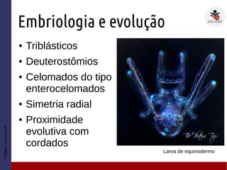 Embriologia e evolução
● Triblásticos
● Deuterostômios
● Celomados do tipo
enterocelomados
● Simetria radial
● Proximidade
evolutiva com
cordados
Imagem:www.usp.br
Larva de equinodermo
 