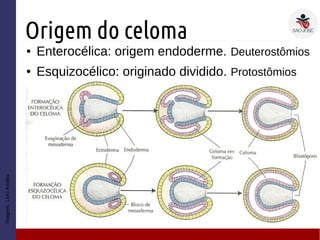 Origem do celoma
● Enterocélica: origem endoderme. Deuterostômios
● Esquizocélico: originado dividido. Protostômios
Imagem:LivroAmabis
 