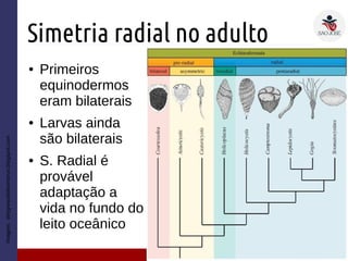 Simetria radial no adulto
● Primeiros
equinodermos
eram bilaterais
● Larvas ainda
são bilaterais
● S. Radial é
provável
adaptação a
vida no fundo do
leito oceânico
Imagem:elregresodelmonstruo.blogspot.com
 