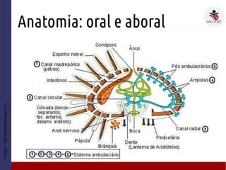 Anatomia: oral e aboral
Imagem:http://planetabiologia.com
 