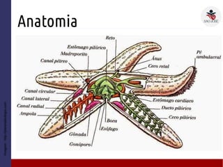 Anatomia
Imagem:http://planetabiologia.com
 