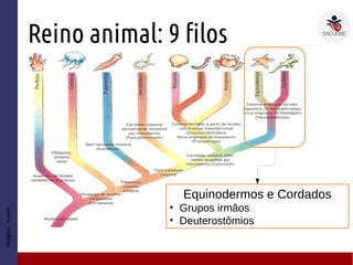Reino animal: 9 filos
Imagem:Kyoshi
Equinodermos e Cordados
• Grupos irmãos
• Deuterostômios
 